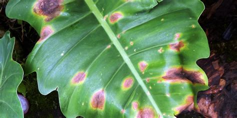 Philodendron Diseases .